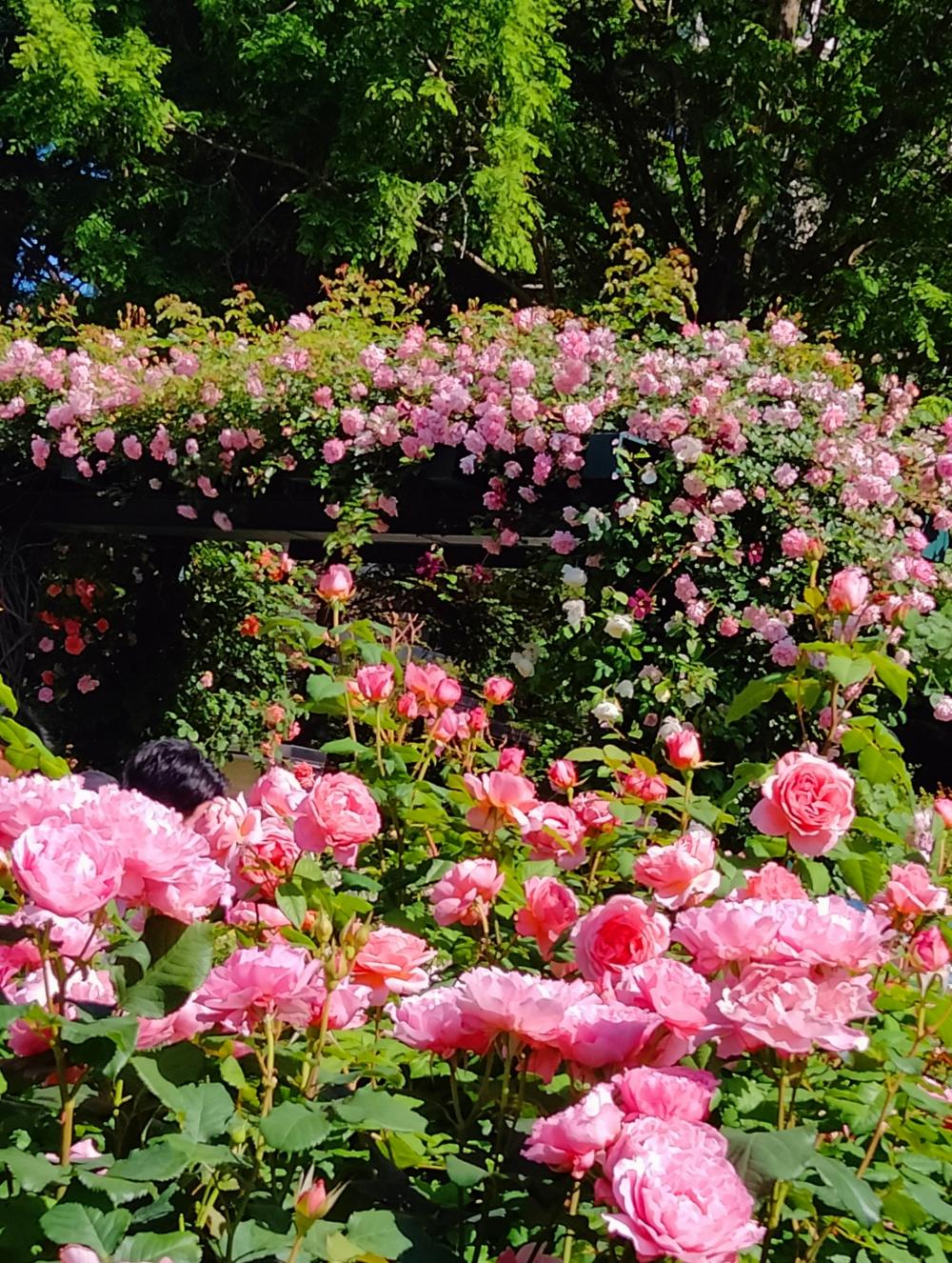 満開の薔薇とっても綺麗 3