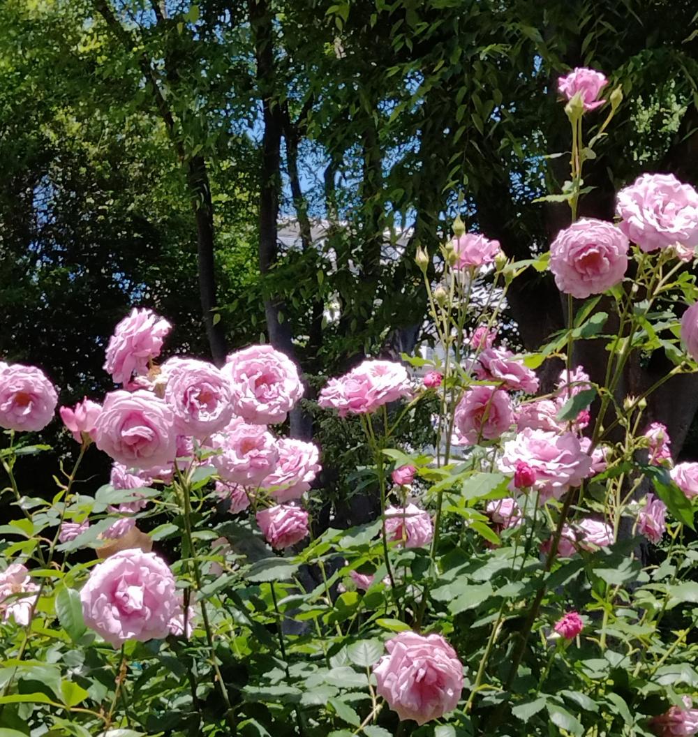 咲き誇る四季の香ローズガーデンの薔薇 2