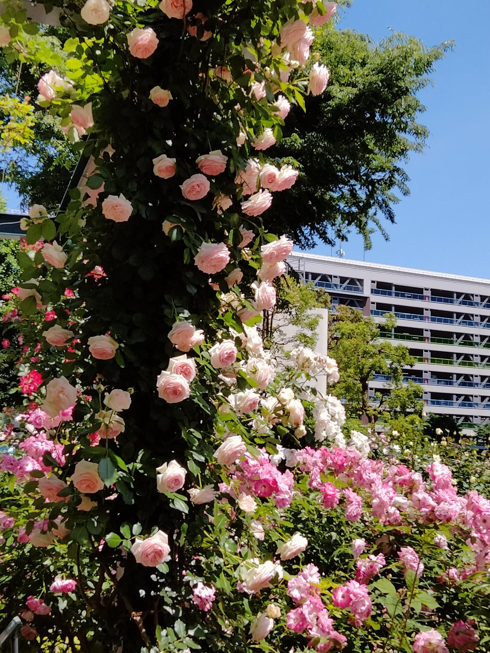 咲き誇る四季の香ローズガーデンの薔薇 4