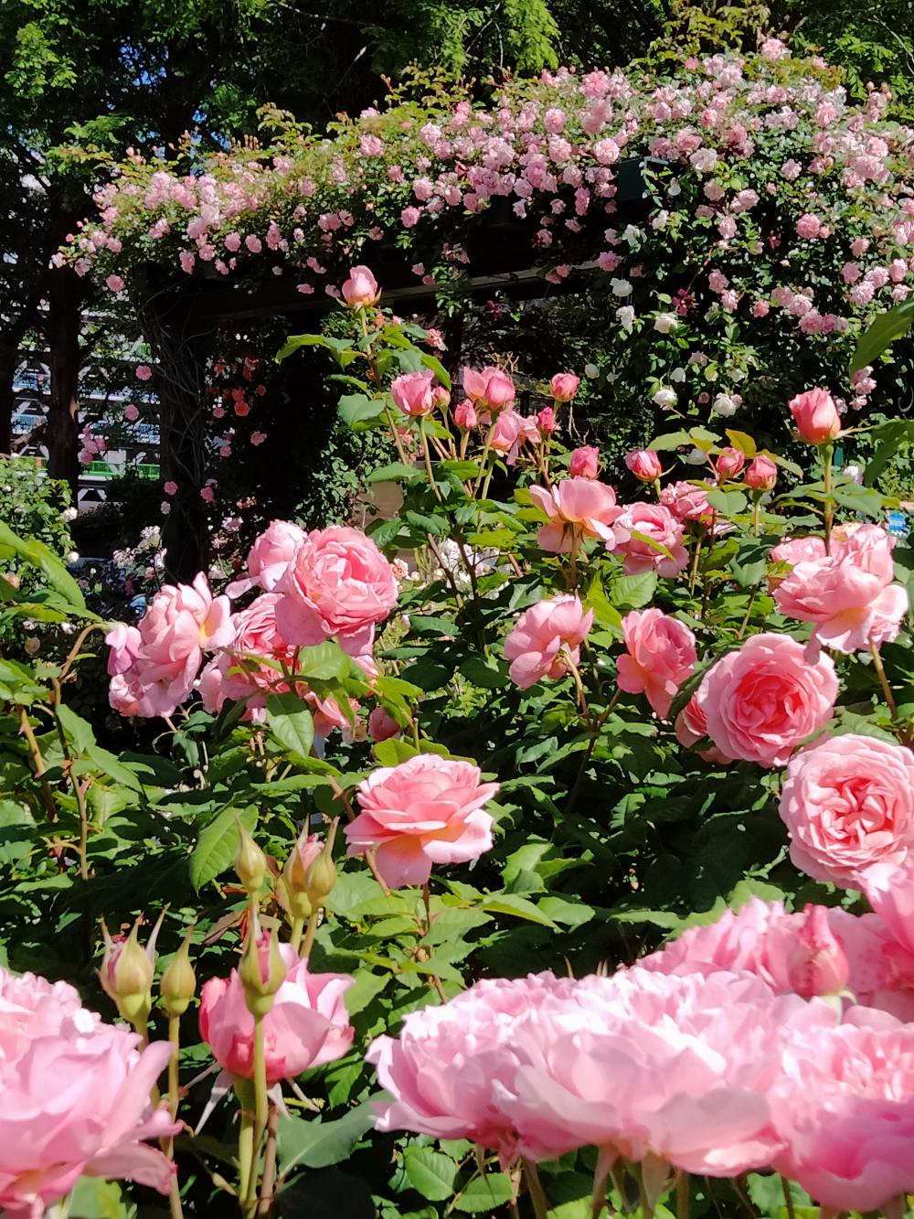 美しすぎる薔薇