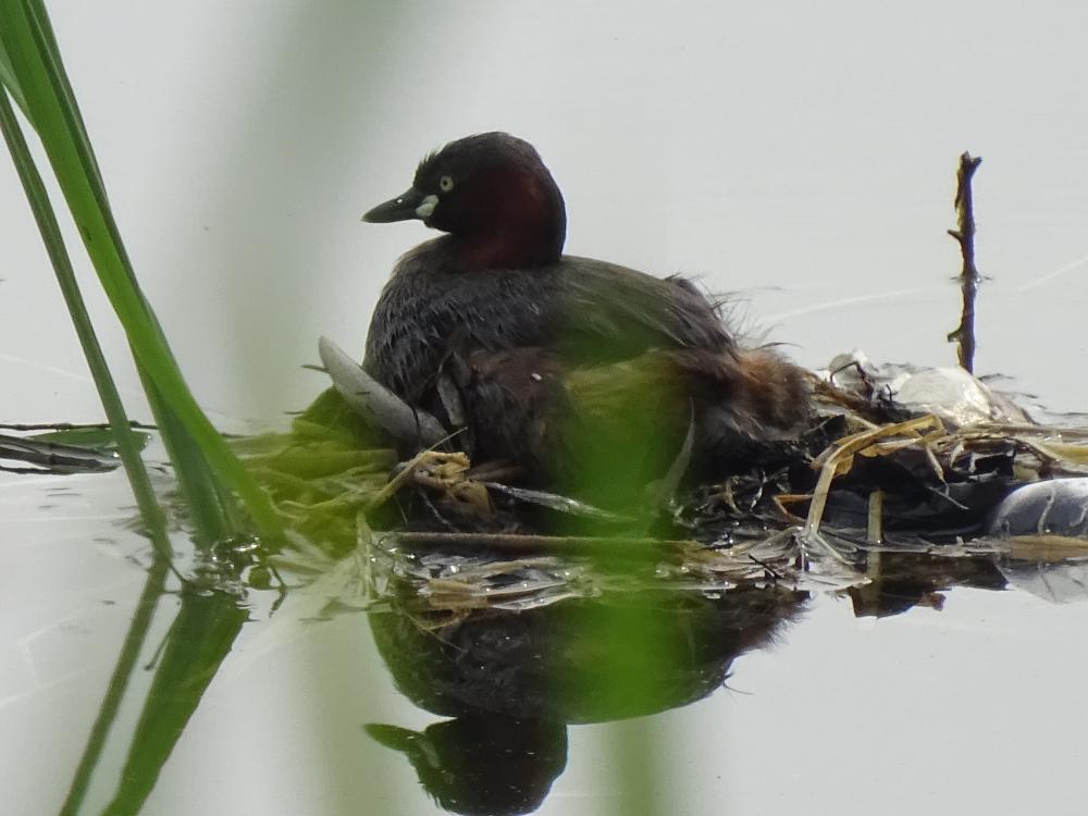 石神井池のカイツブリ