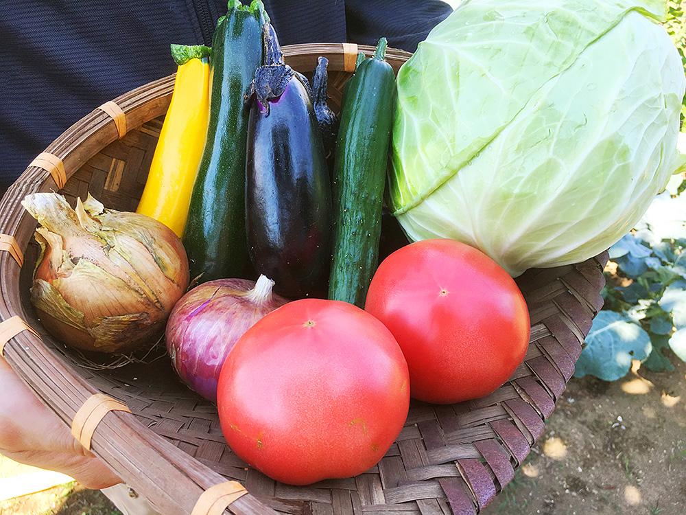 採れたての野菜、「こんなに味が違うんだ！」と感動