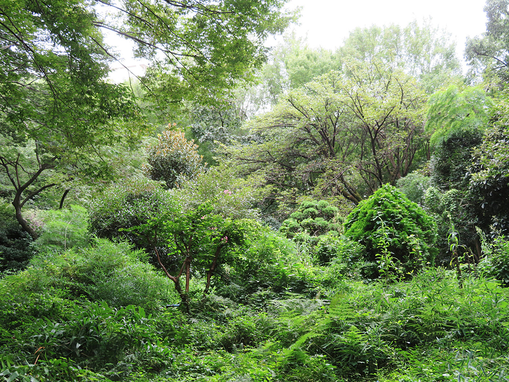 歴史をずっと見てきた「屋敷森」