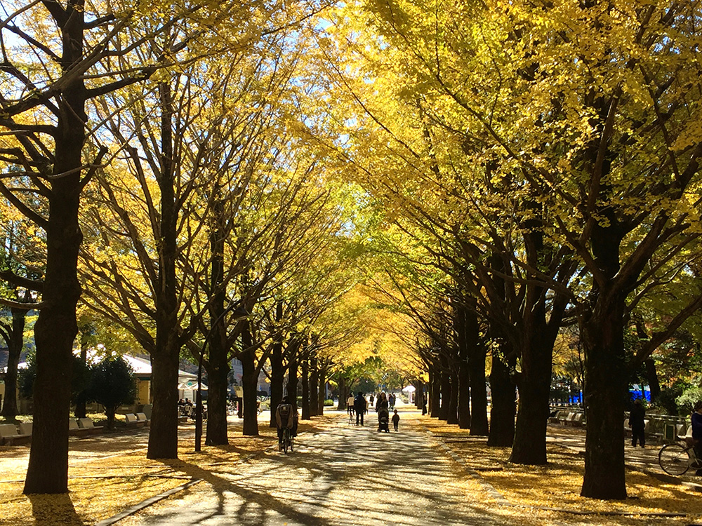 公園のいちょう並木を歩くとき…