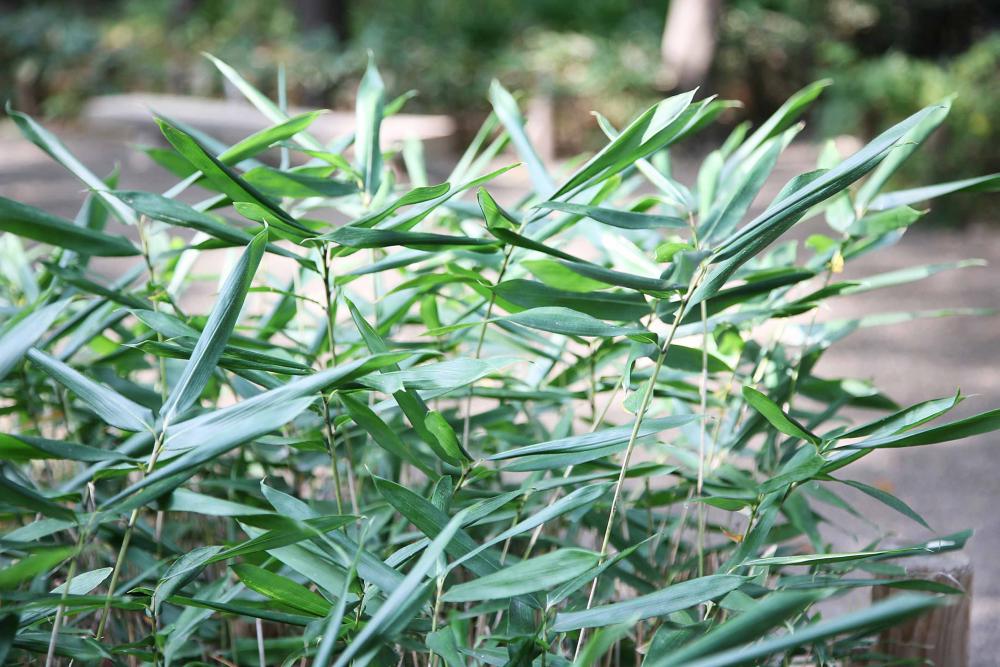 この庭園だからこその植物の楽しみ方BEST5