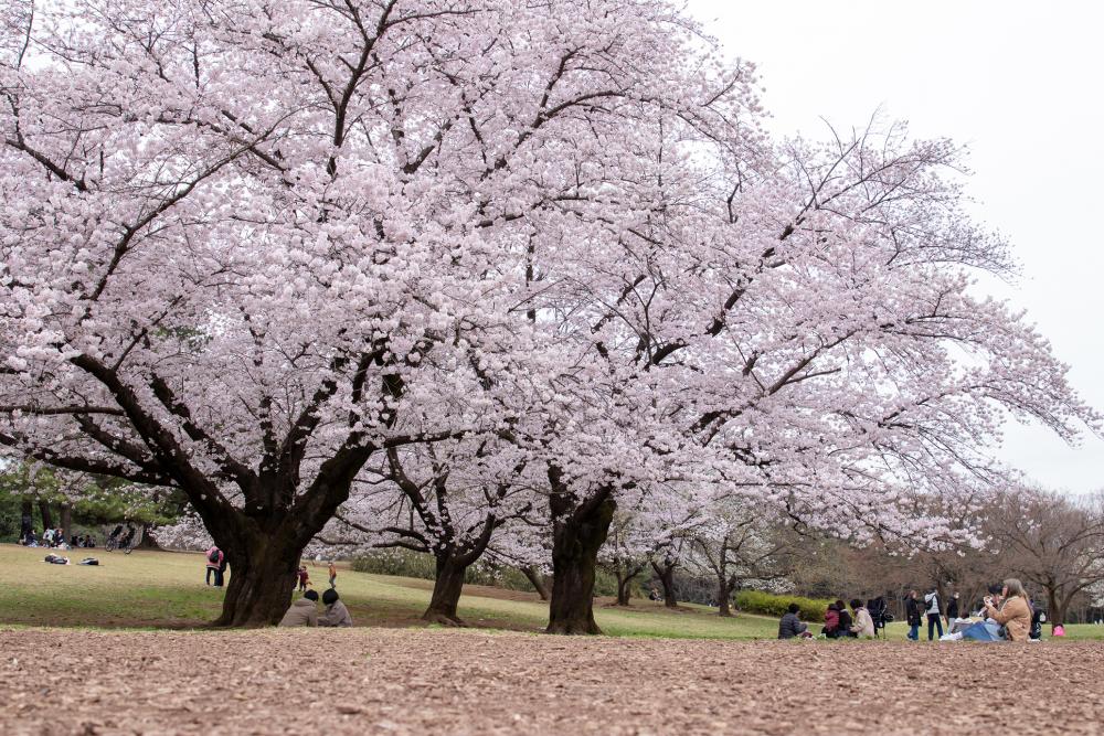 鳥たちのさえずりに誘われて。 広々とした芝生広場でお花見できる光が丘公園（まっぷ：Bコース）