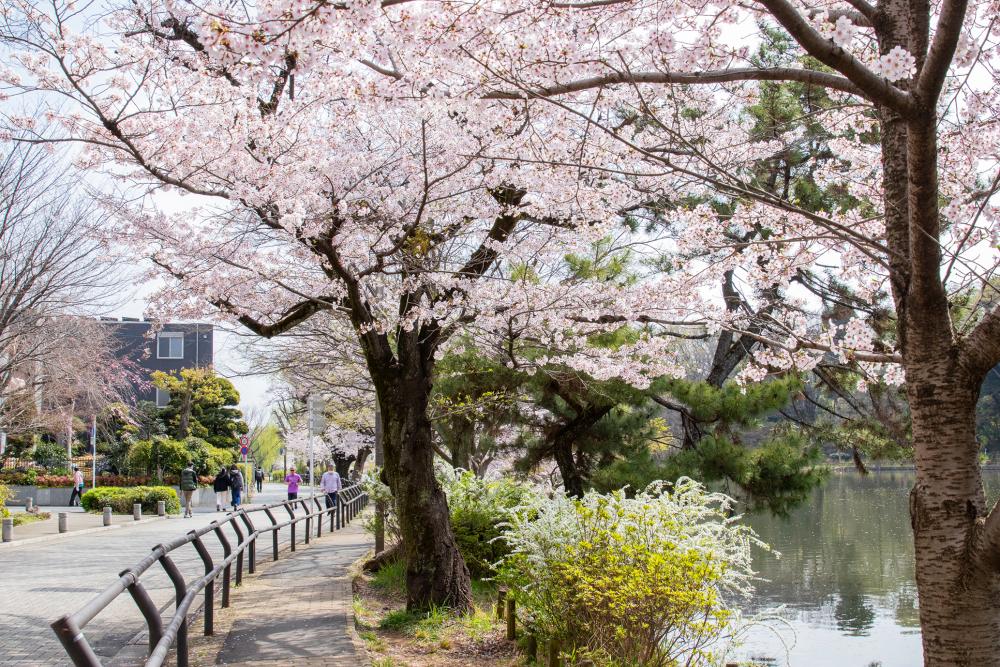 石神井公園でしとやかな八重桜を愛でる（まっぷ：Dコース）