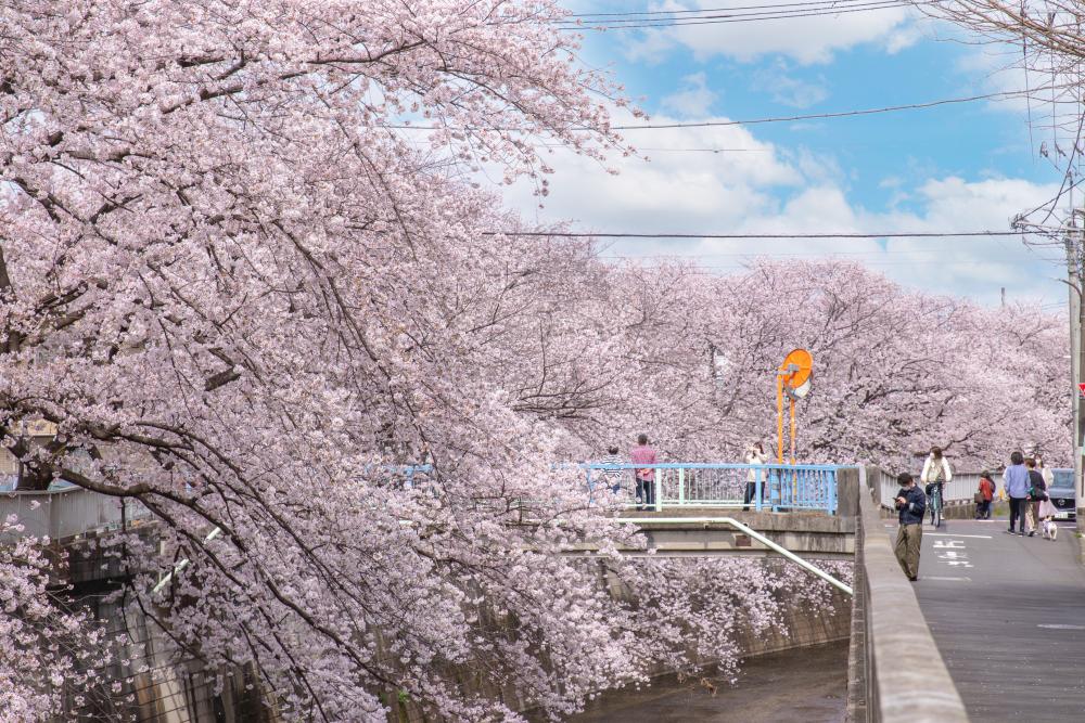 石神井川沿いの桜（まっぷ：Fコース）