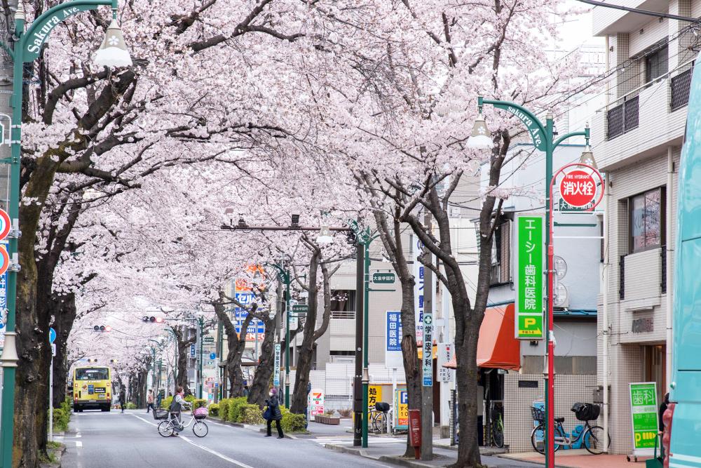 大泉学園通りの桜並木（まっぷ：Aコース）