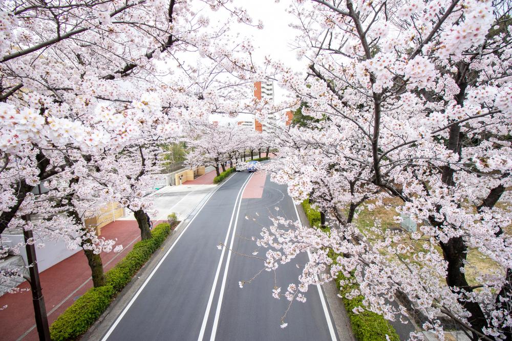 光が丘公園　南側 （まっぷ：Bコース）