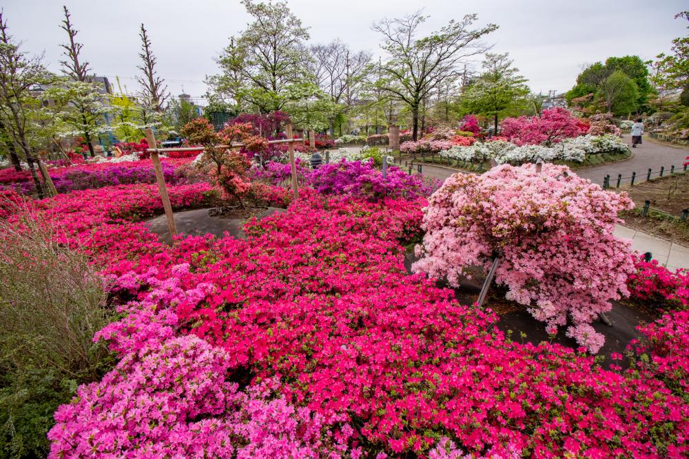 平成つつじ公園のつつじ（まっぷ：Eコース）