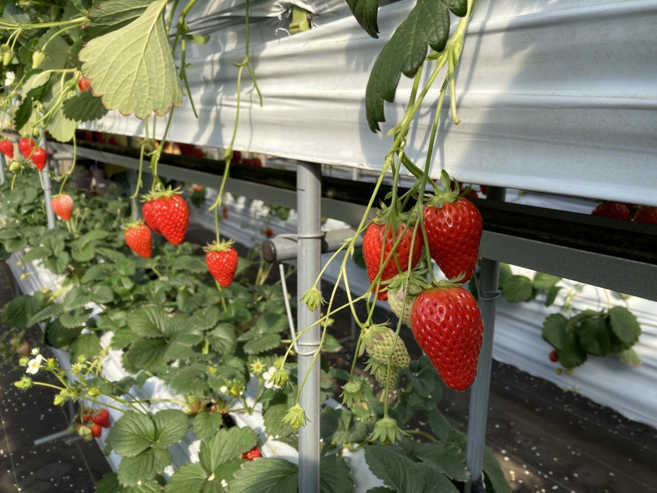 【受付終了】2025年度　第12回【ねりま観光ツアー】「イチゴ狩り＆とれたてイチゴパフェ作り体験ツアー参加者募集」 2