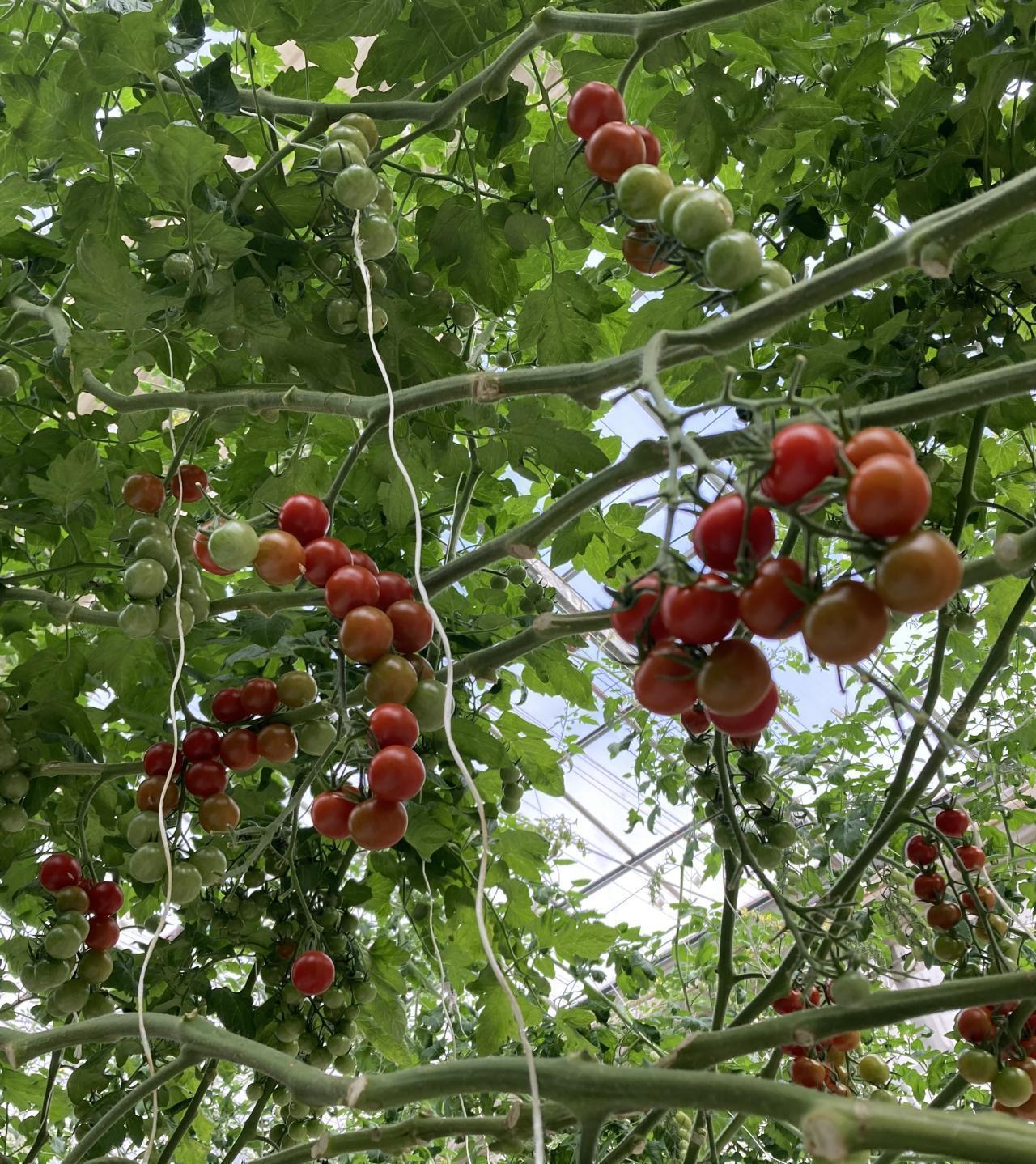 2026年度　第3回【ねりま観光ツアー】高橋農園の春キャベツと加藤トマトファームのミニトマト収穫体験ツアー 3