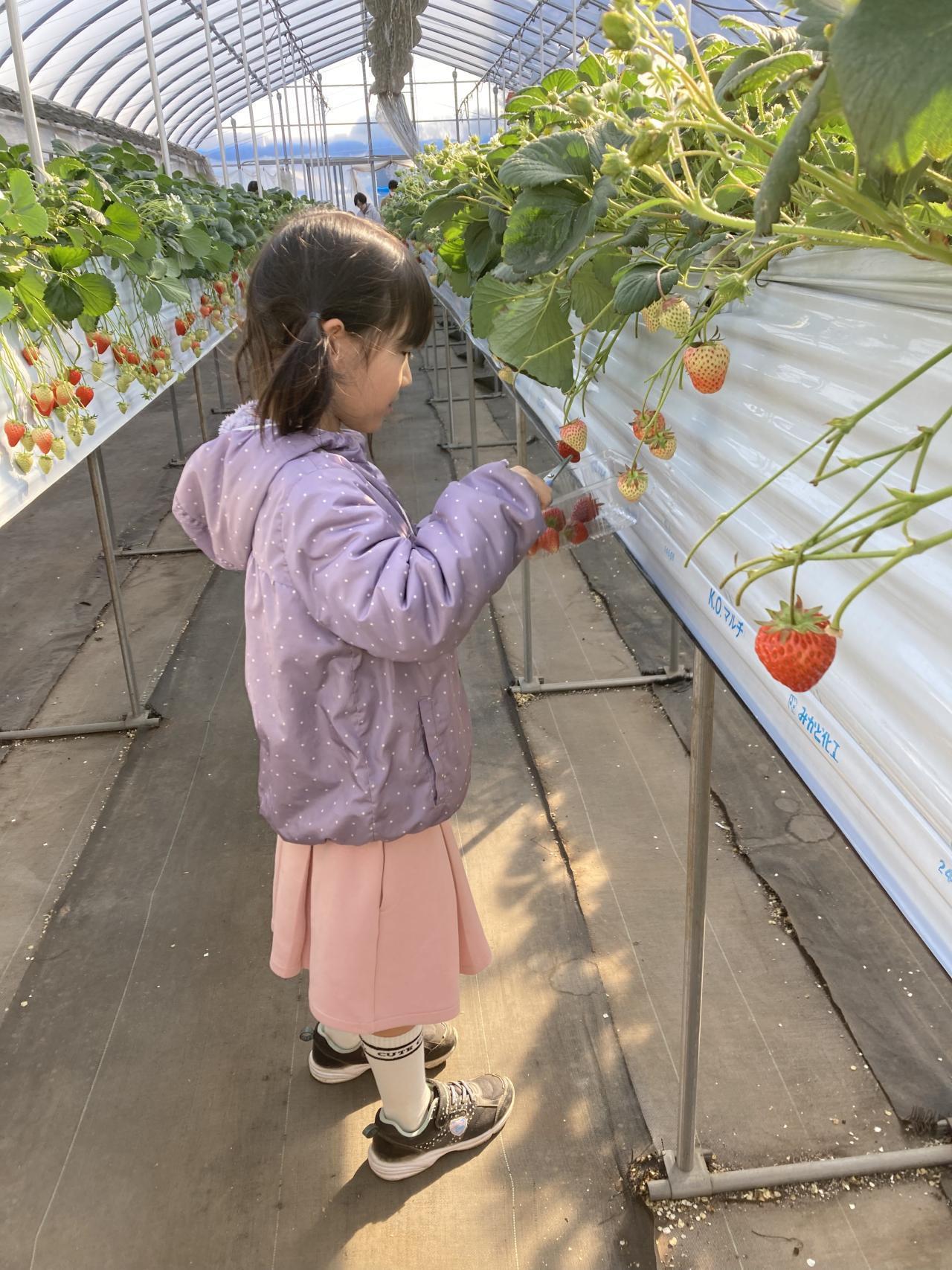 みやもとファーム　イチゴ狩り