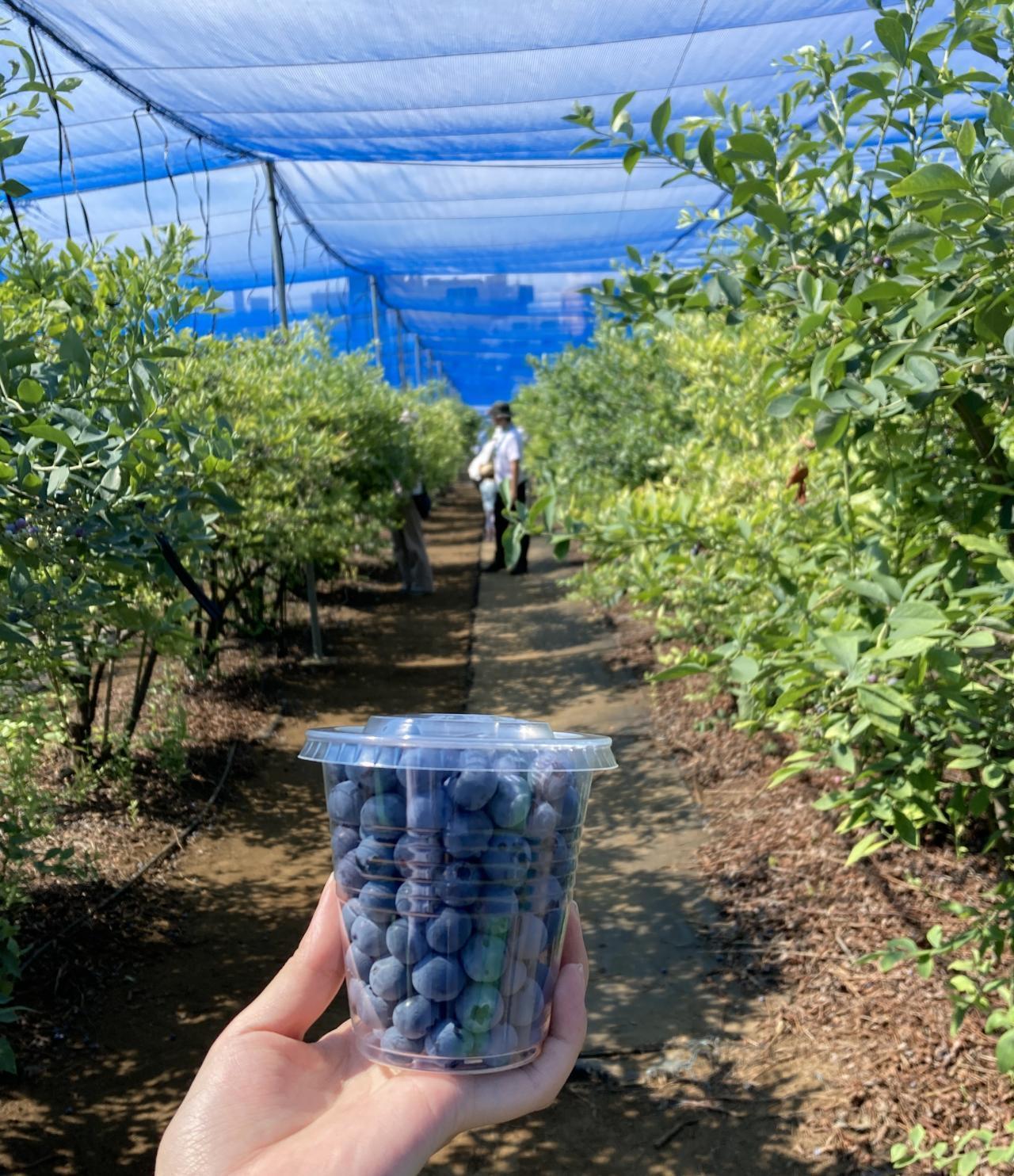 高橋ベリーガーデン2