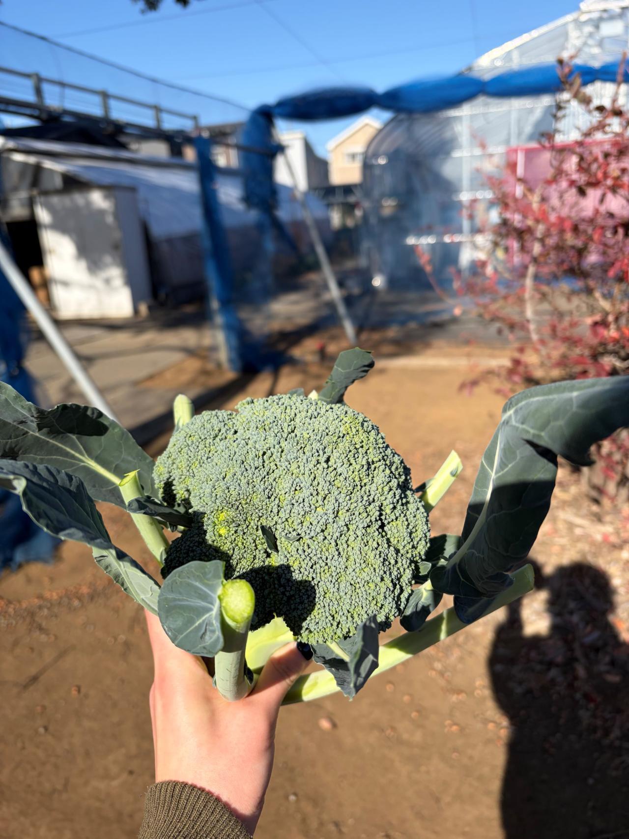 みやもとファーム（秋野菜の収穫体験など)