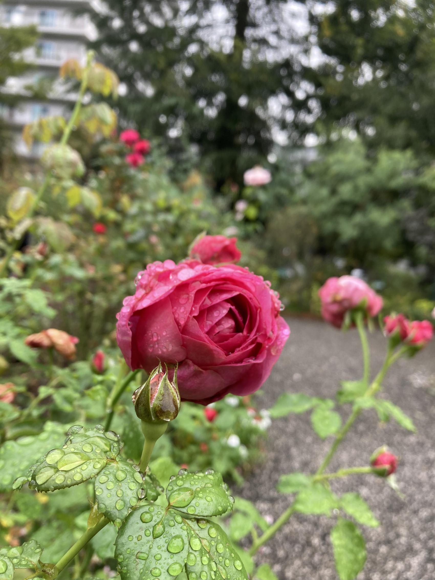 薔薇/四季の香ローズガーデン