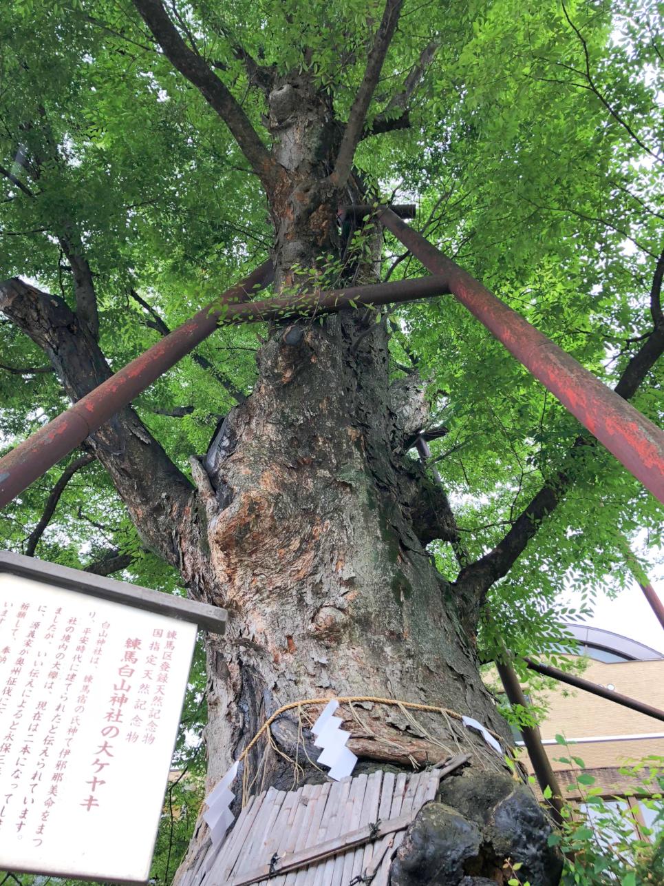 隠れたパニャースポット？！練馬白山神社