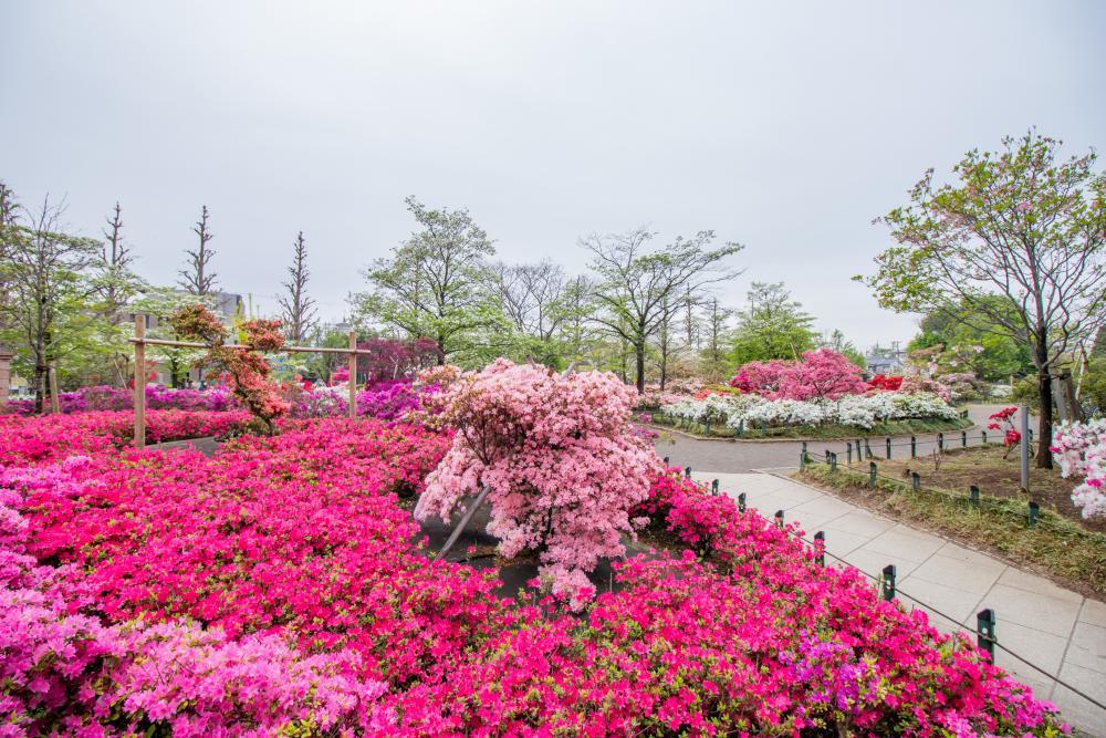 平成つつじ公園