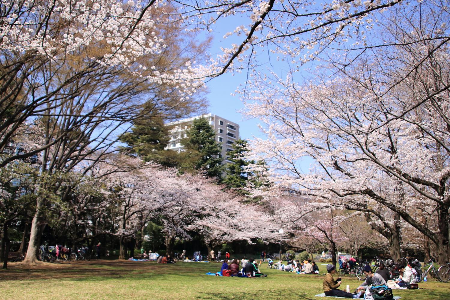 春の風公園