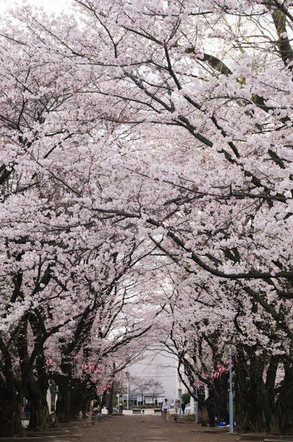 さくらの辻公園