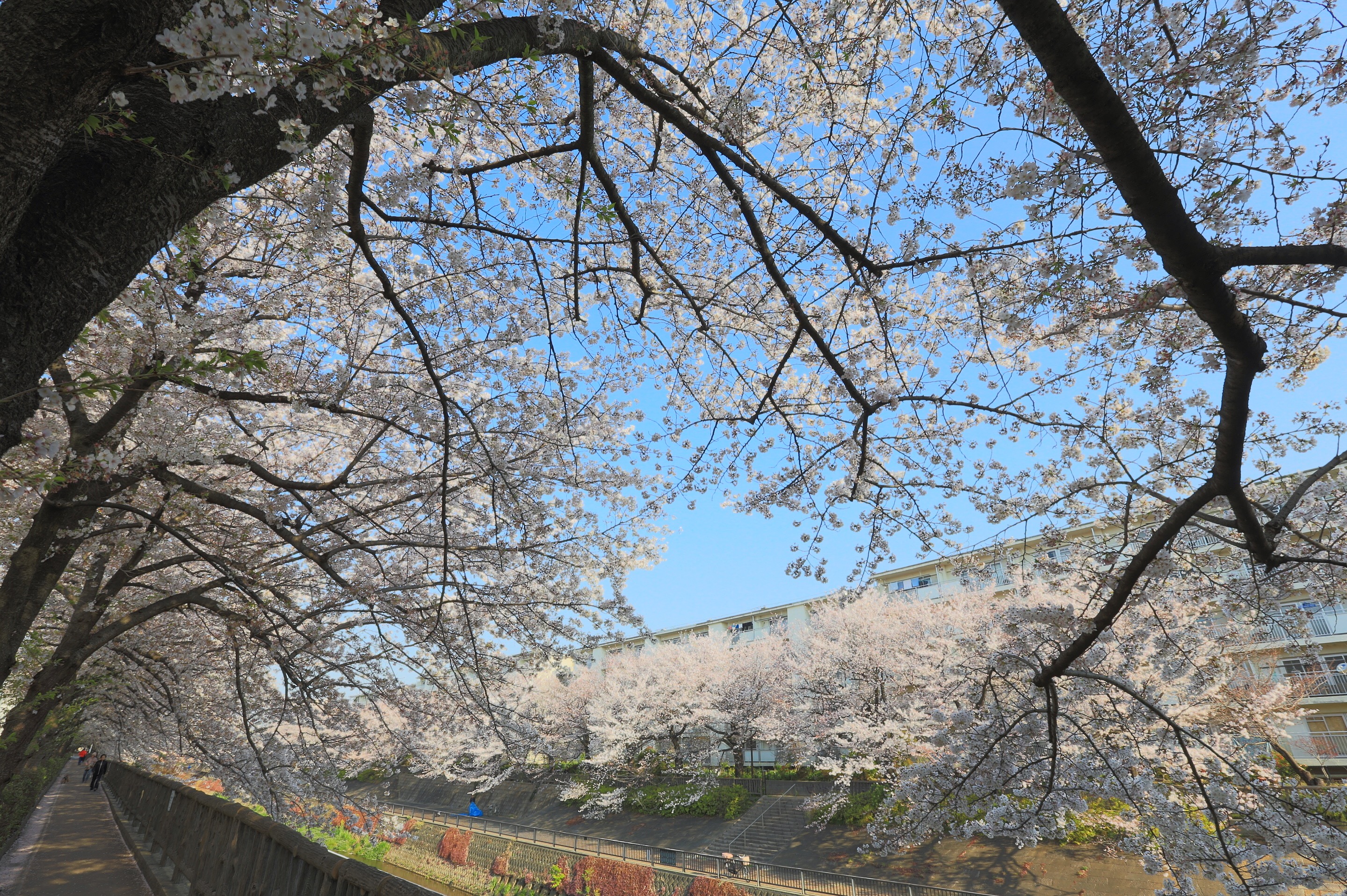 桜のトンネル