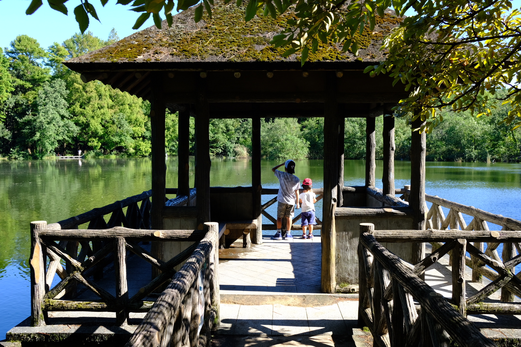 石神井公園 三宝寺池