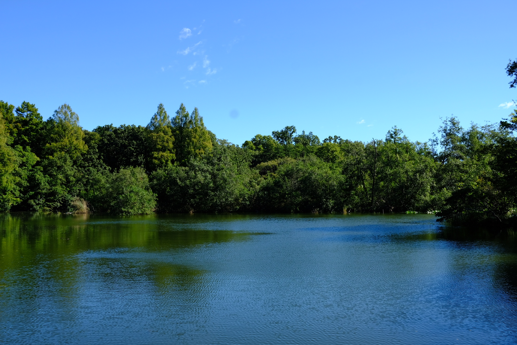 石神井公園 三宝寺池 2