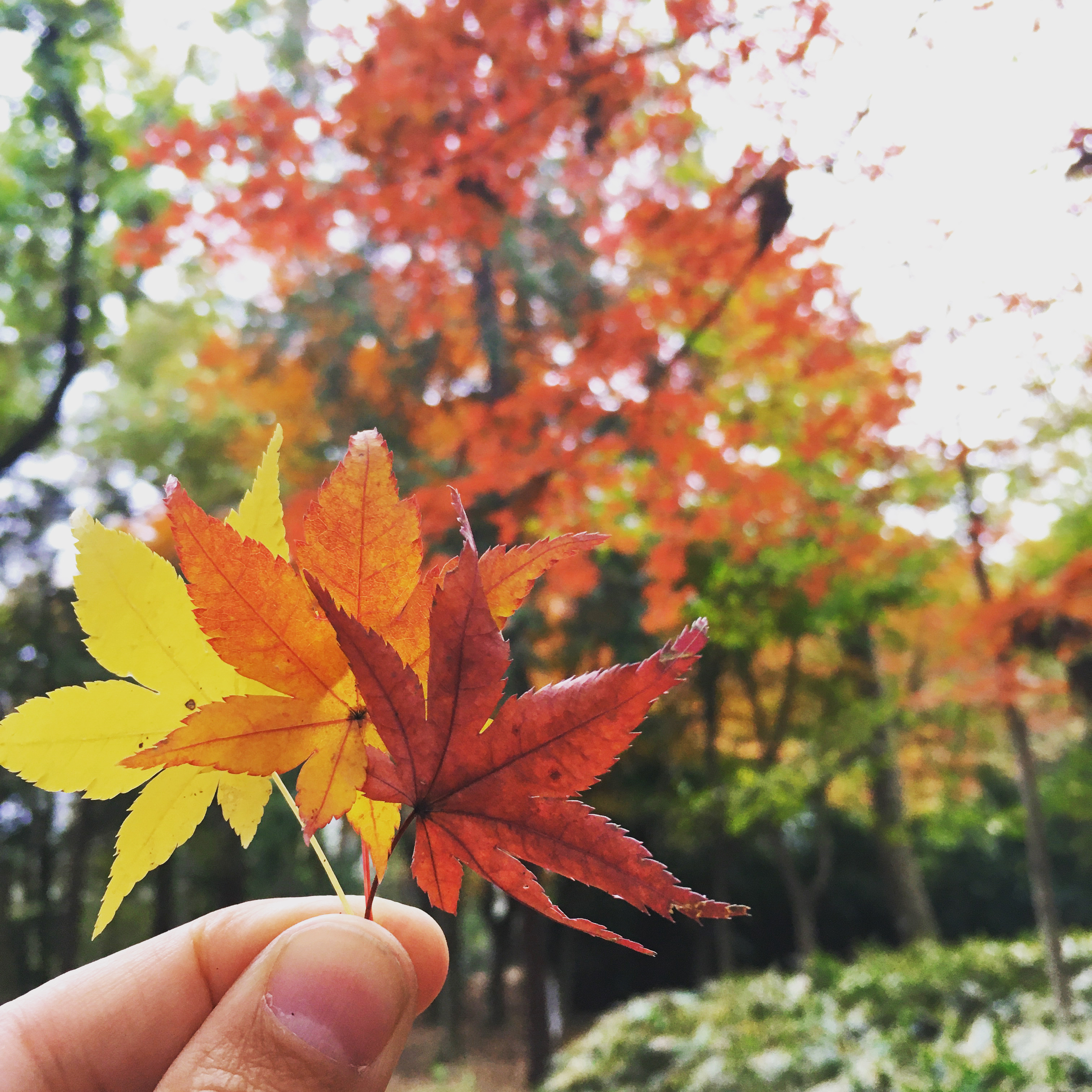 石神井公園