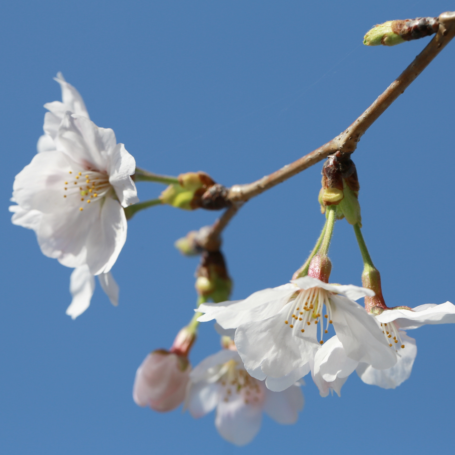 石神井川沿いの桜並木(平成みあい橋)