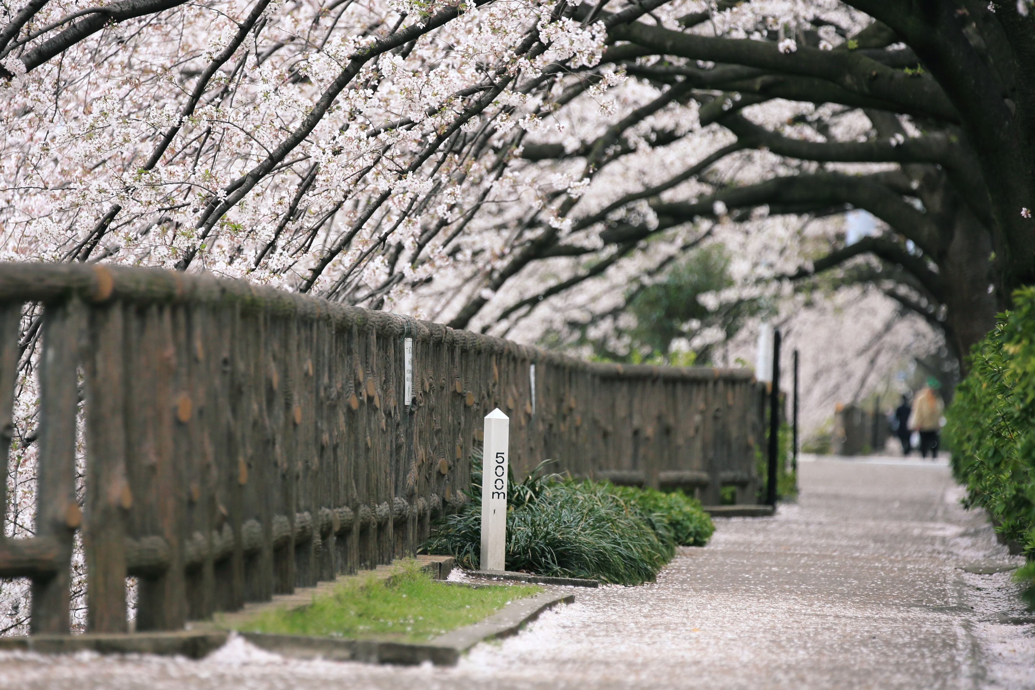 南田中の桜並木