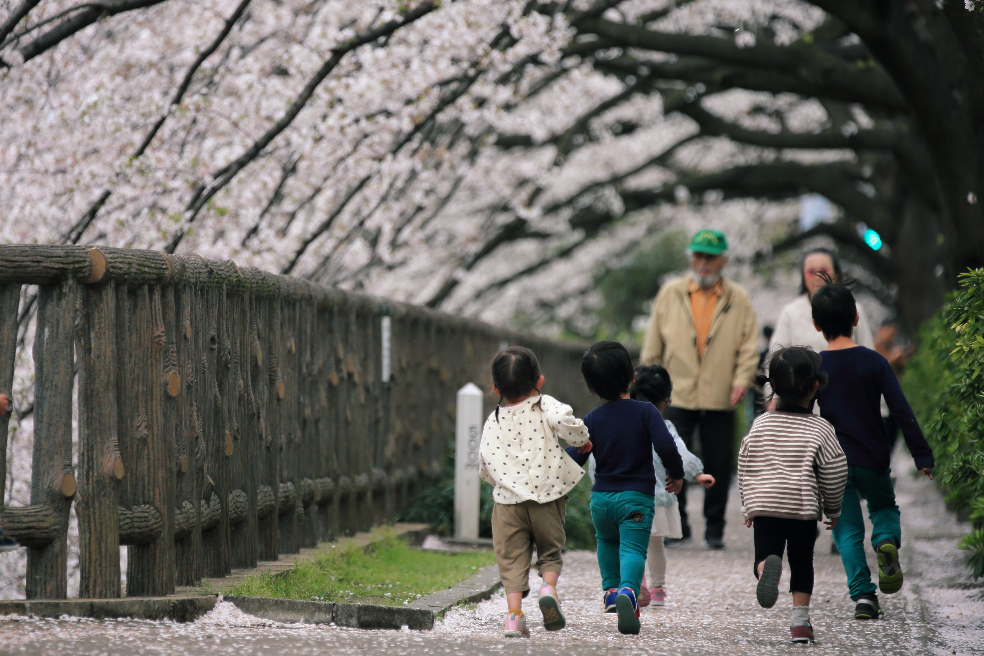 南田中の桜並木 2