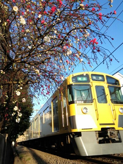 桜もいいけど桃もいいよ