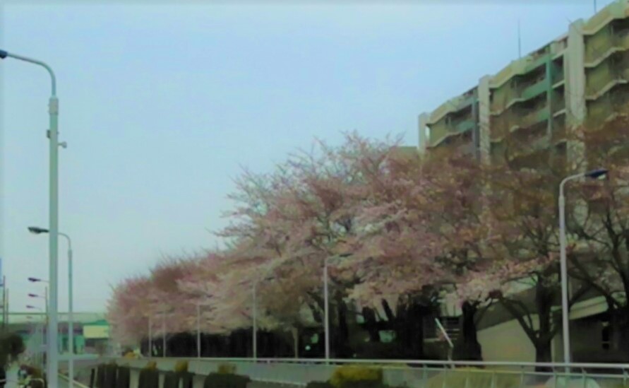 桜咲く