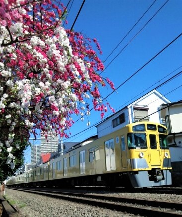 黄色い電車 2