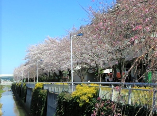 桜の季節