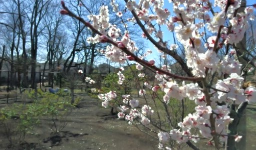 西本村憩いの森