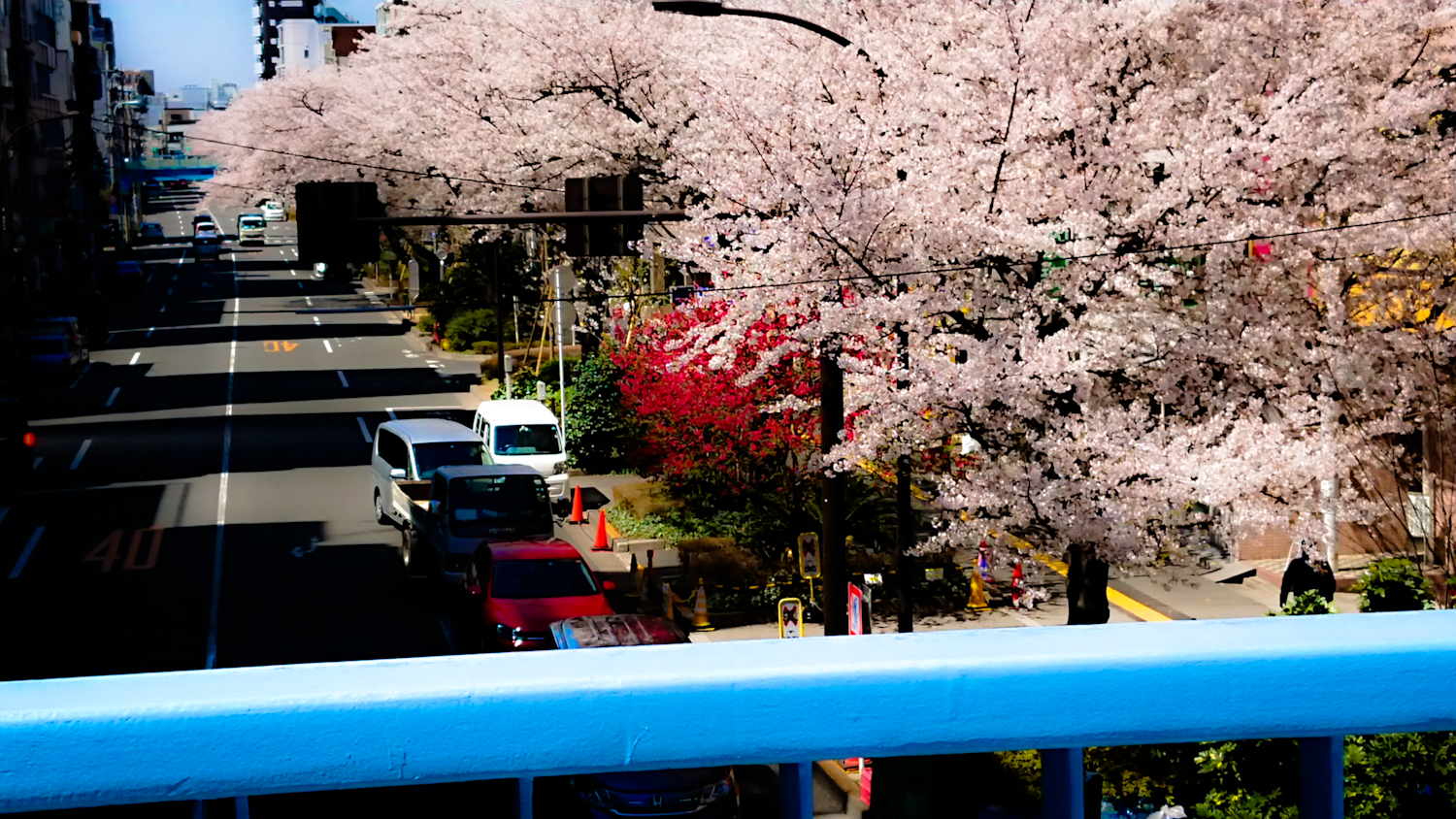 千川通りの桜(中村橋歩道橋)