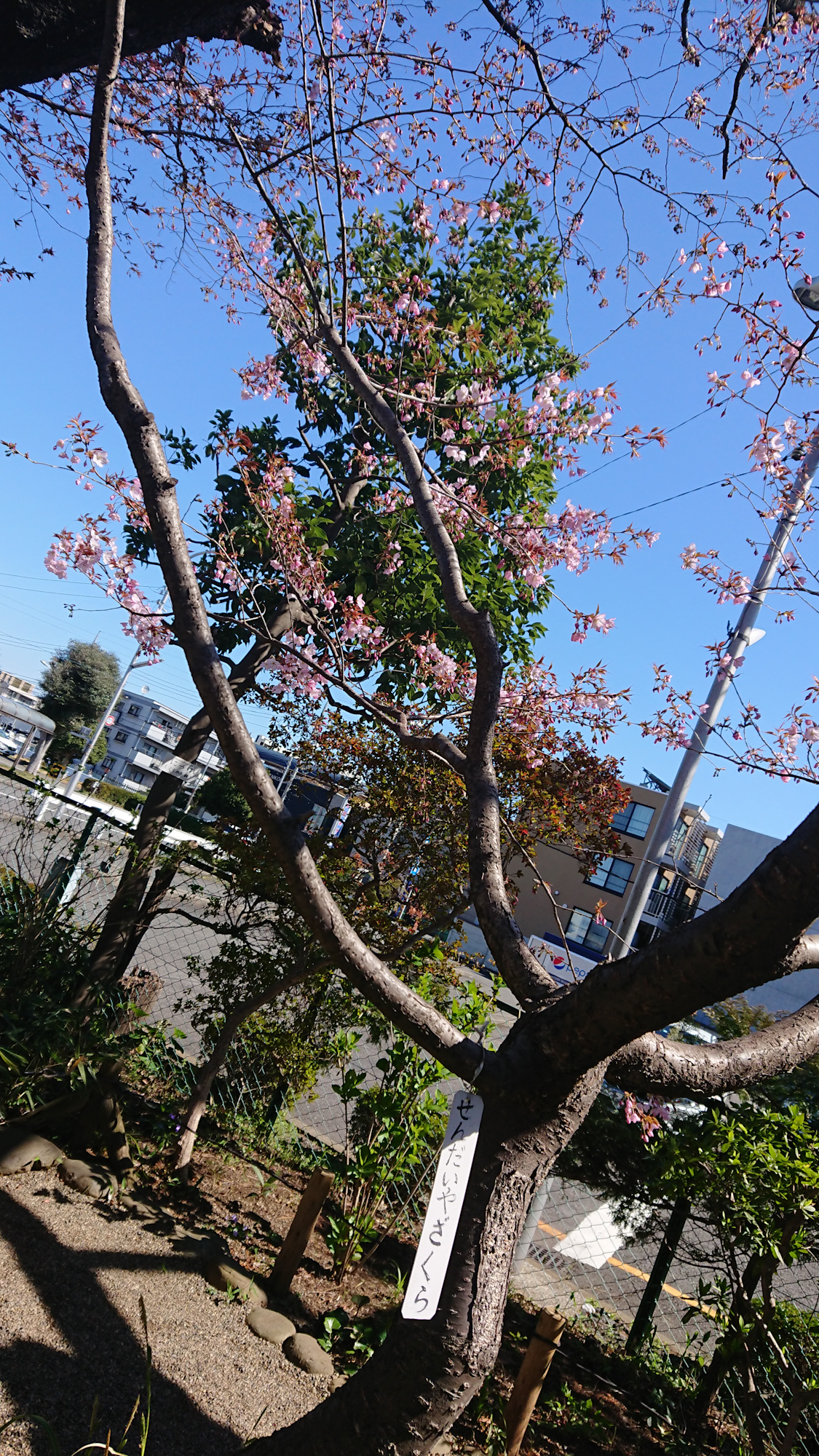 牧野記念庭園の桜 2