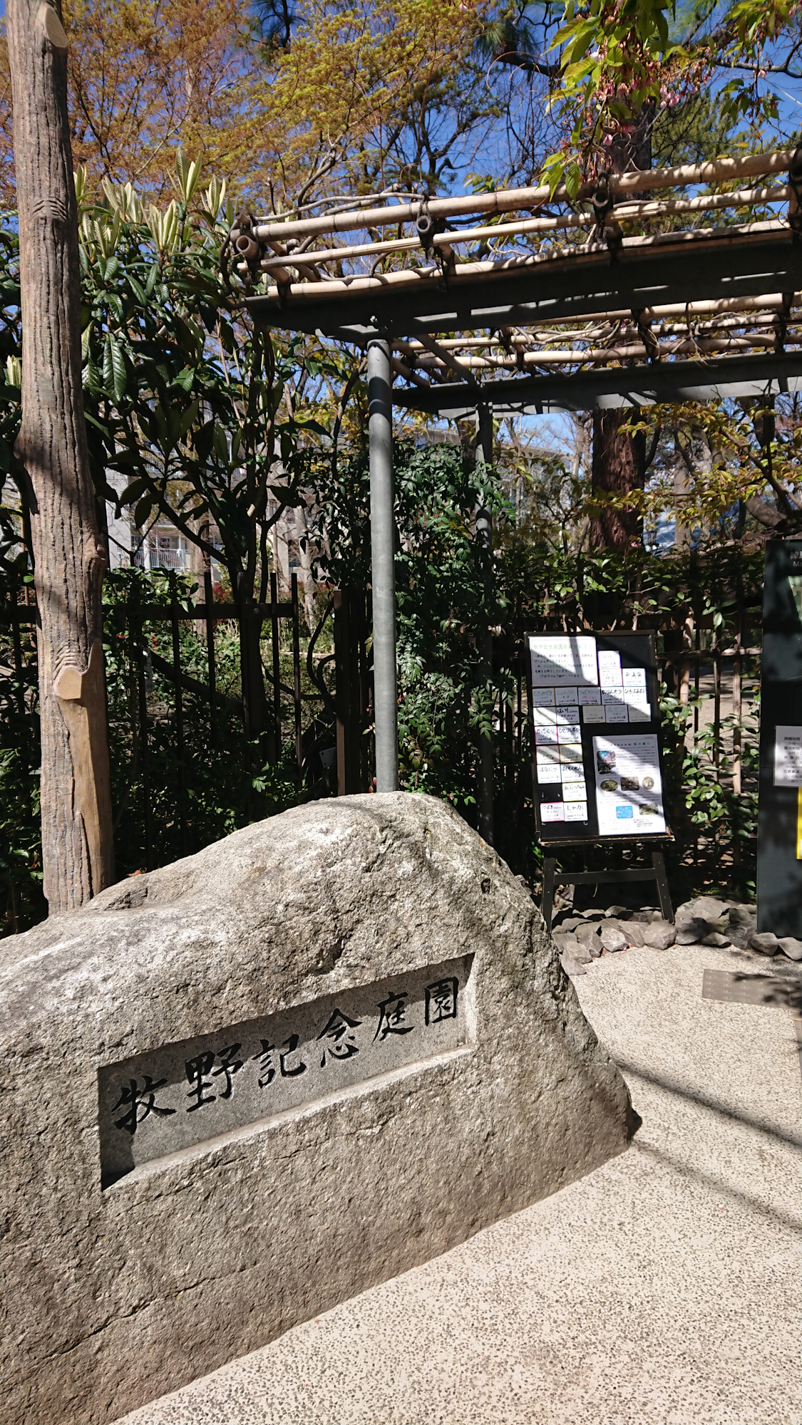 牧野記念庭園の桜 3