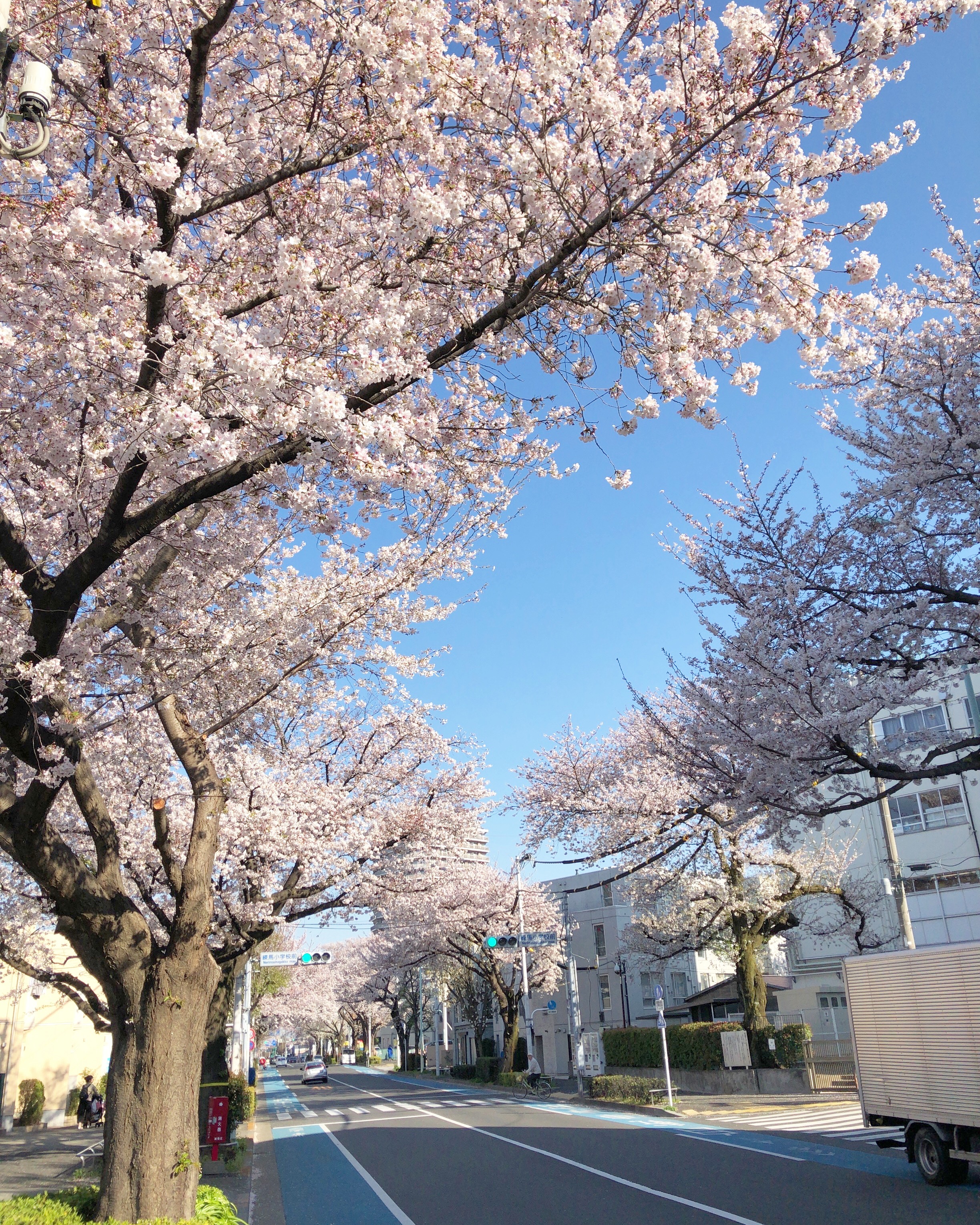 練馬春日町の桜並木 2