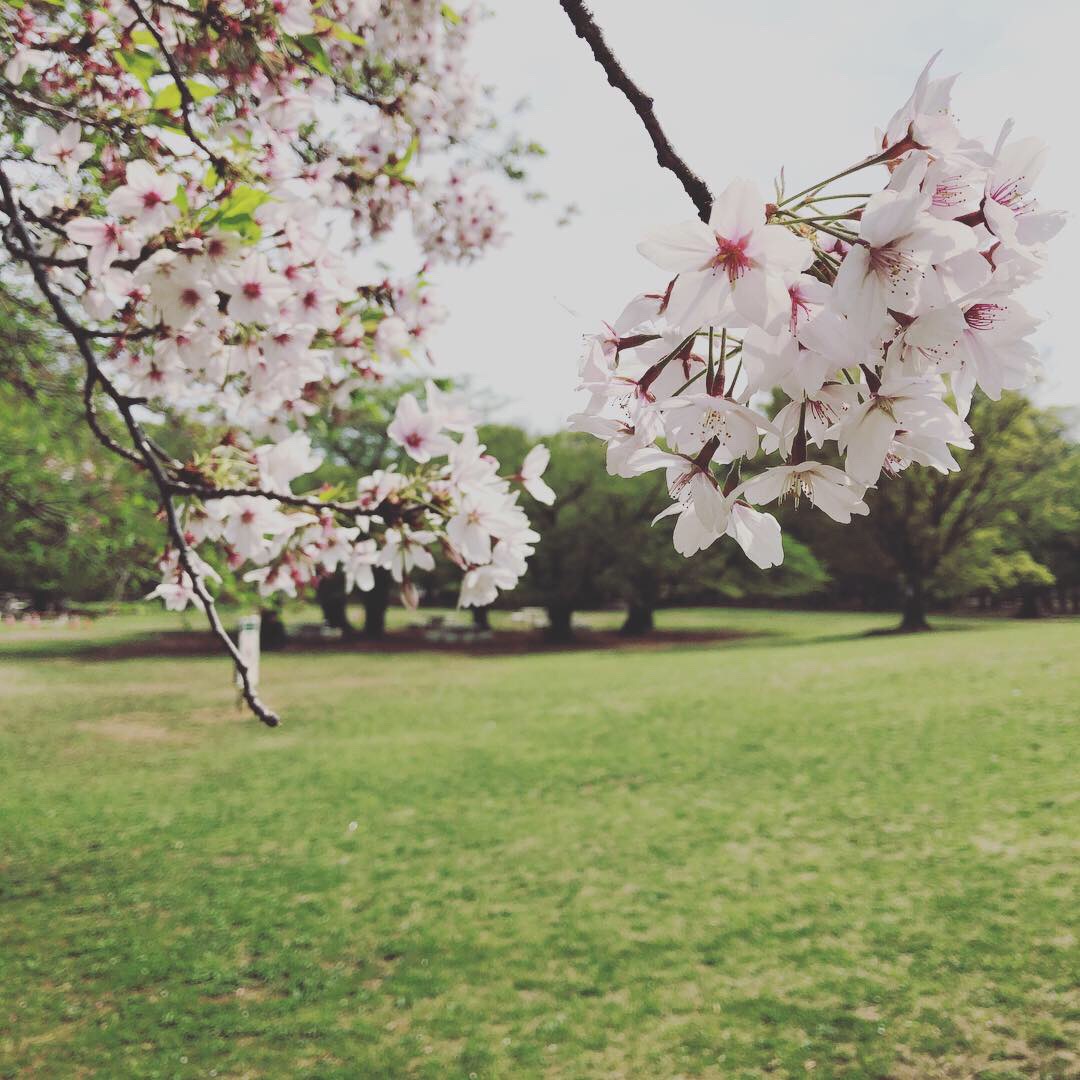 光が丘公園の桜