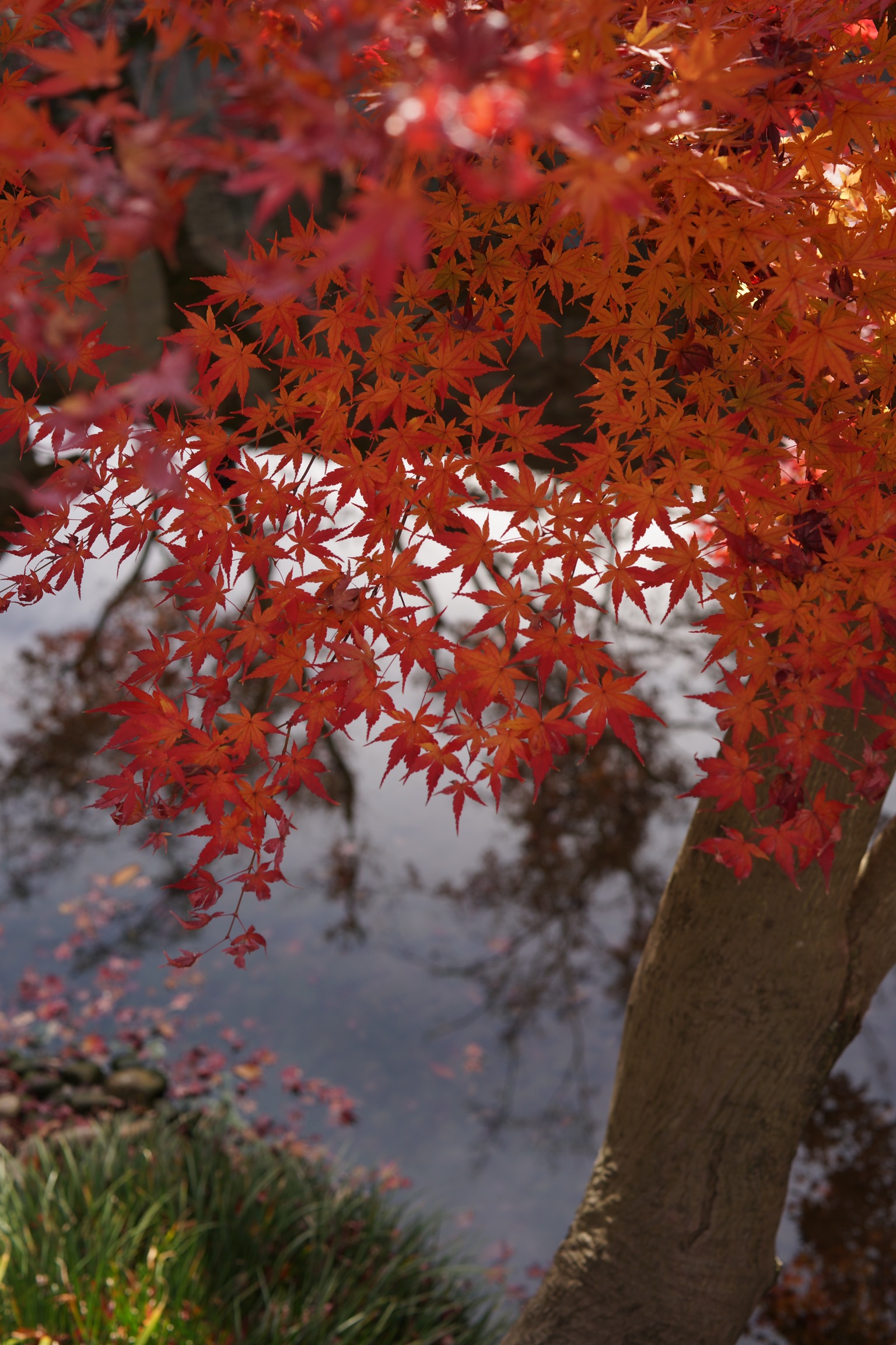 冬の向山庭園